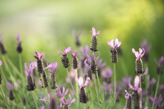 ラベンダー
(c)Tetsuya Tanooka/a.collectionRF