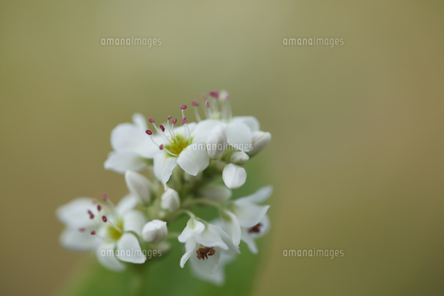 ソバ
(c)Tetsuya Tanooka/a.collectionRF