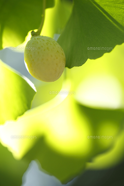 ギンナン
(c)Tetsuya Tanooka/a.collectionRF