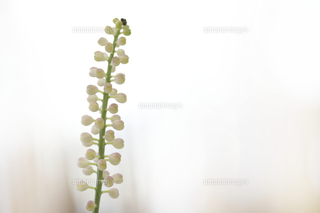 サラシナショウマ
(c)Tetsuya Tanooka/a.collectionRF