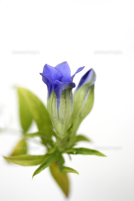 リンドウ
(c)Tetsuya Tanooka/a.collectionRF