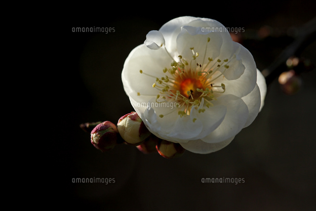 ウメ
(c)Tetsuya Tanooka/a.collectionRF