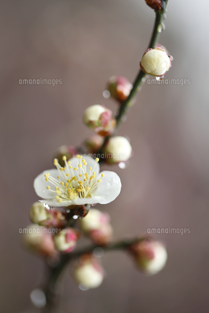 ウメ
(c)Tetsuya Tanooka/a.collectionRF