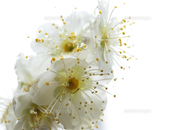 ウメ
(c)Tetsuya Tanooka/a.collectionRF
