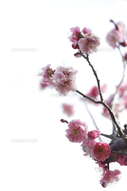 ウメ
(c)Tetsuya Tanooka/a.collectionRF