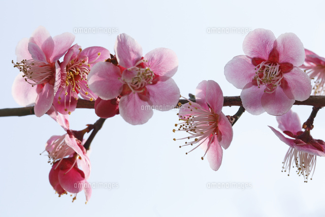 ウメ
(c)Tetsuya Tanooka/a.collectionRF