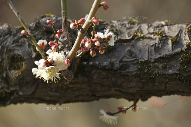 ウメ
(c)Tetsuya Tanooka/a.collectionRF