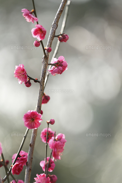 ウメ
(c)Tetsuya Tanooka/a.collectionRF