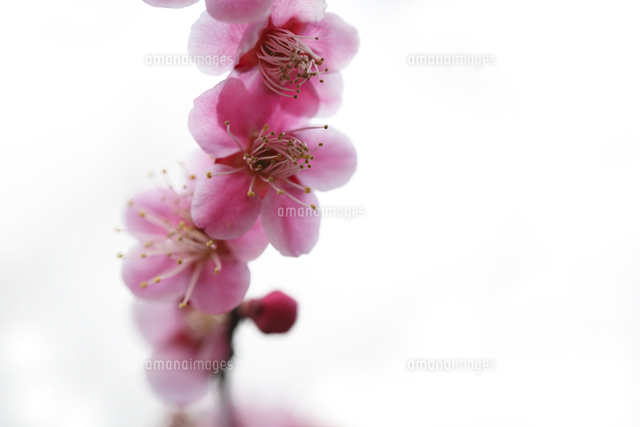ウメ
(c)Tetsuya Tanooka/a.collectionRF
