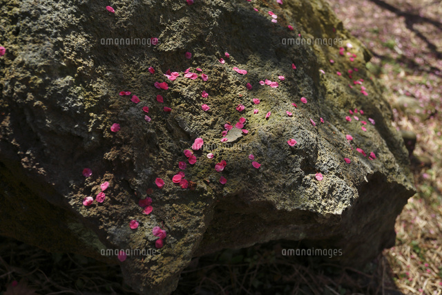 ウメ
(c)Tetsuya Tanooka/a.collectionRF