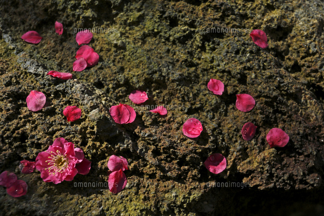ウメ
(c)Tetsuya Tanooka/a.collectionRF