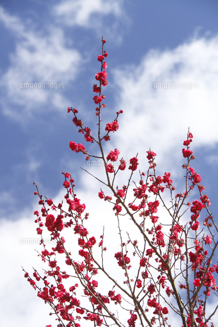 ウメ
(c)Tetsuya Tanooka/a.collectionRF