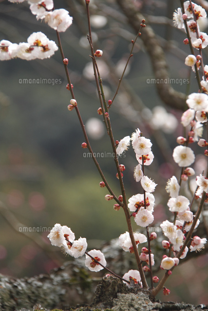 ウメ
(c)Tetsuya Tanooka/a.collectionRF