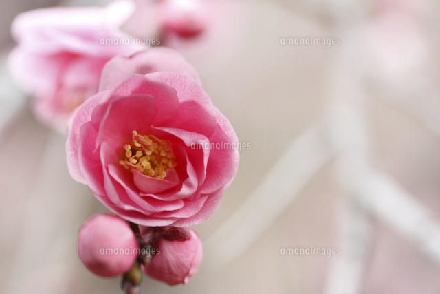ウメ
(c)Tetsuya Tanooka/a.collectionRF