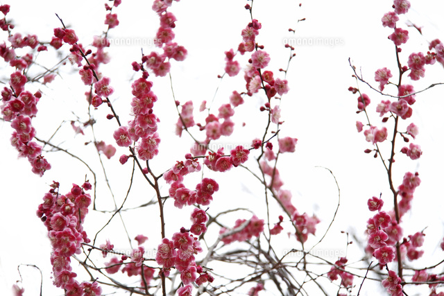 ウメ
(c)Tetsuya Tanooka/a.collectionRF