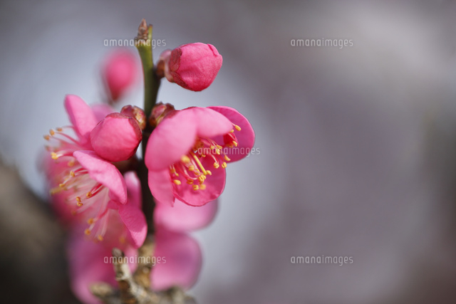 ウメ
(c)Tetsuya Tanooka/a.collectionRF