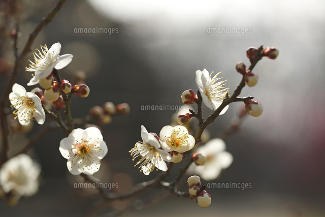 ウメ
(c)Tetsuya Tanooka/a.collectionRF