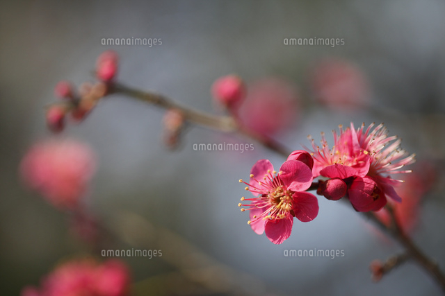 ウメ
(c)Tetsuya Tanooka/a.collectionRF
