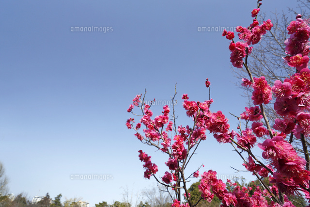 ウメ
(c)Tetsuya Tanooka/a.collectionRF