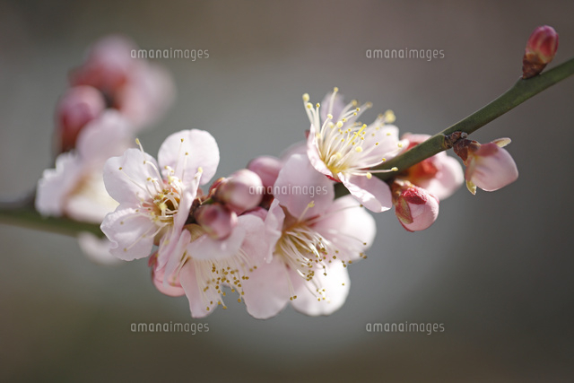 ウメ
(c)Tetsuya Tanooka/a.collectionRF