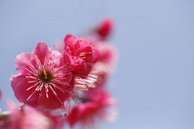 ウメ
(c)Tetsuya Tanooka/a.collectionRF