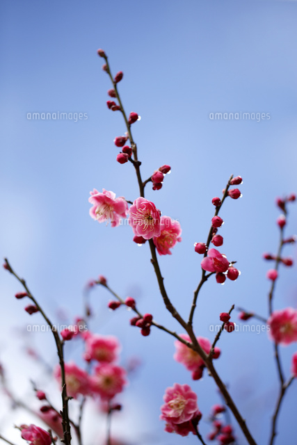 ウメ
(c)Tetsuya Tanooka/a.collectionRF