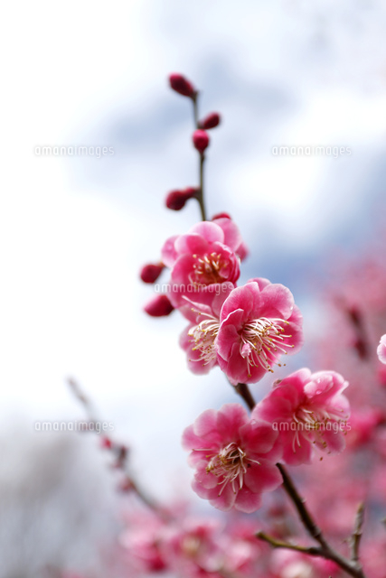 ウメ
(c)Tetsuya Tanooka/a.collectionRF