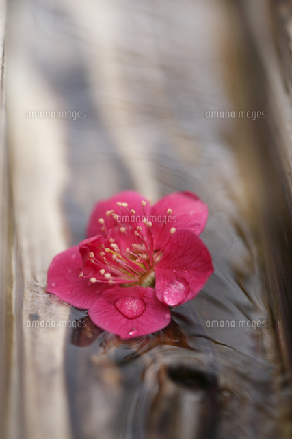 ウメ
(c)Tetsuya Tanooka/a.collectionRF