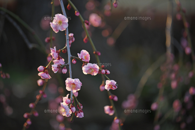 ウメ
(c)Tetsuya Tanooka/a.collectionRF