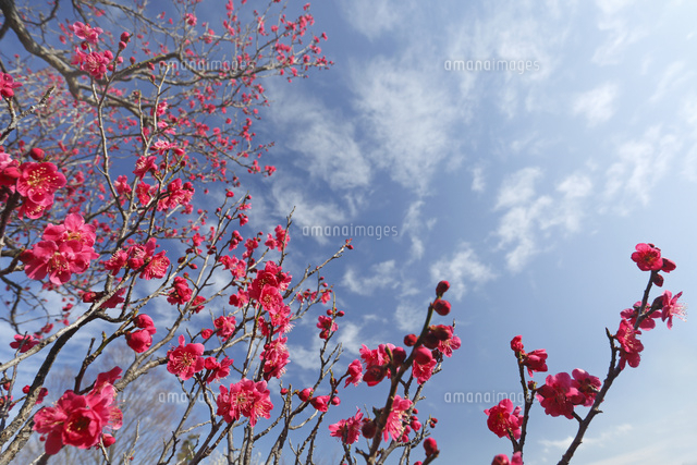 ウメ
(c)Tetsuya Tanooka/a.collectionRF