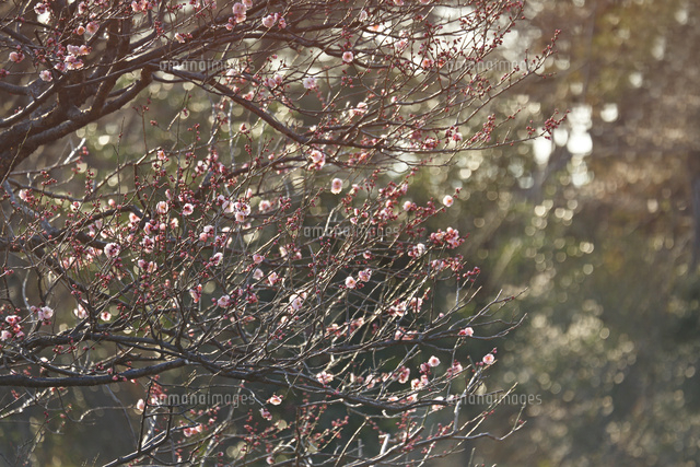 ウメ
(c)Tetsuya Tanooka/a.collectionRF