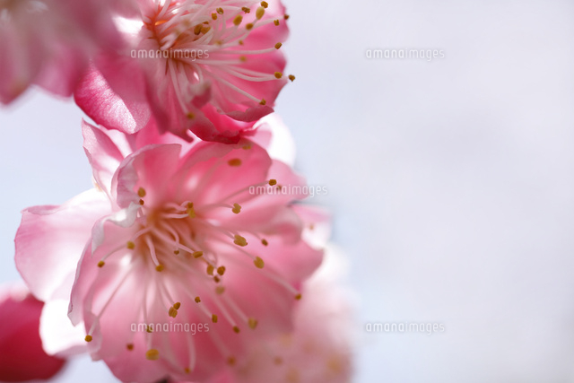 ウメ
(c)Tetsuya Tanooka/a.collectionRF