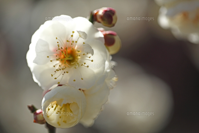 ウメ
(c)Tetsuya Tanooka/a.collectionRF