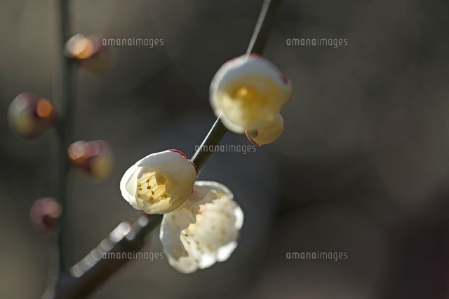 ウメ
(c)Tetsuya Tanooka/a.collectionRF