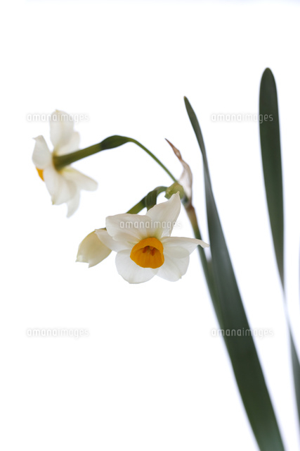 スイセン
(c)Tetsuya Tanooka/a.collectionRF