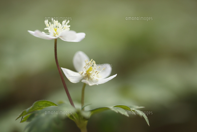 ニリンソウ
(c)Tetsuya Tanooka/a.collectionRF