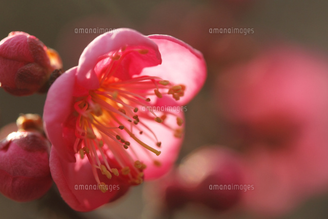 ウメ
(c)Tetsuya Tanooka/a.collectionRF