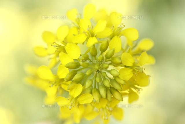 ナノハナ
(c)Tetsuya Tanooka/a.collectionRF