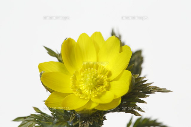 フクジュソウ
(c)Tetsuya Tanooka/a.collectionRF