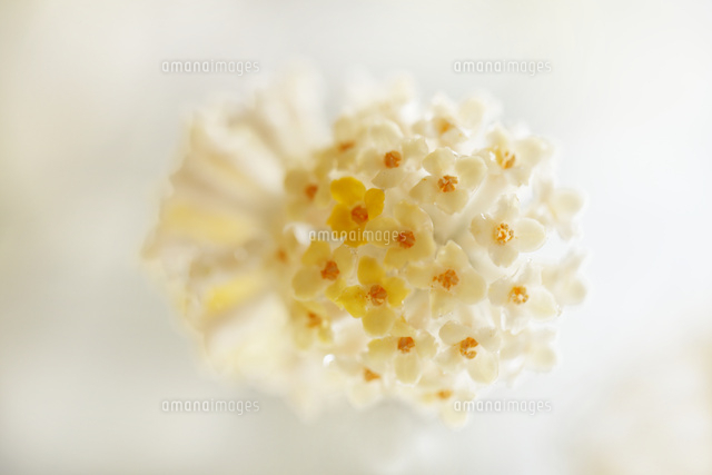 ミツマタ
(c)Tetsuya Tanooka/a.collectionRF