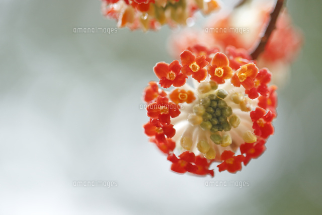 ミツマタ
(c)Tetsuya Tanooka/a.collectionRF