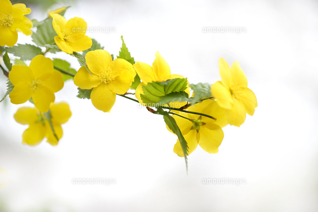 ヤマブキ
(c)Tetsuya Tanooka/a.collectionRF