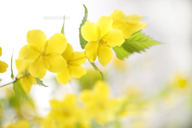 ヤマブキ
(c)Tetsuya Tanooka/a.collectionRF
