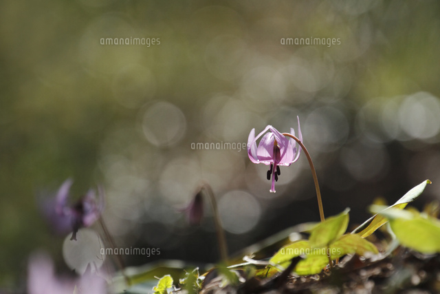 カタクリ
(c)Tetsuya Tanooka/a.collectionRF