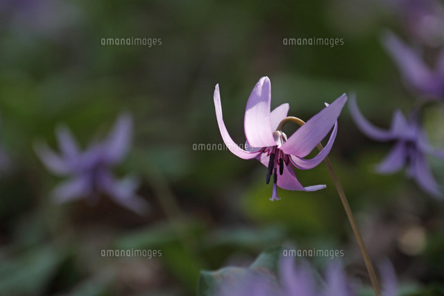 カタクリ
(c)Tetsuya Tanooka/a.collectionRF