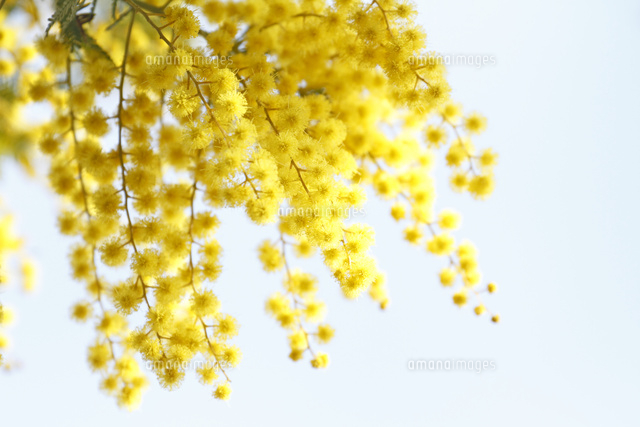 ミモザ
(c)Tetsuya Tanooka/a.collectionRF