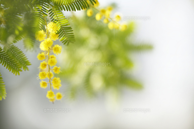 ミモザ
(c)Tetsuya Tanooka/a.collectionRF