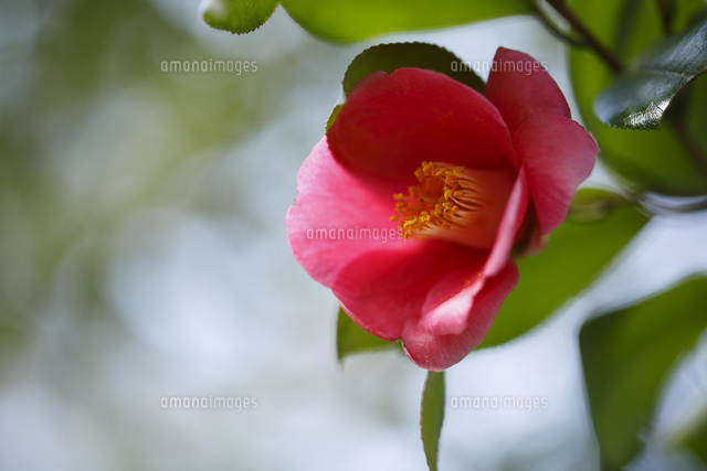 ツバキ
(c)Tetsuya Tanooka/a.collectionRF