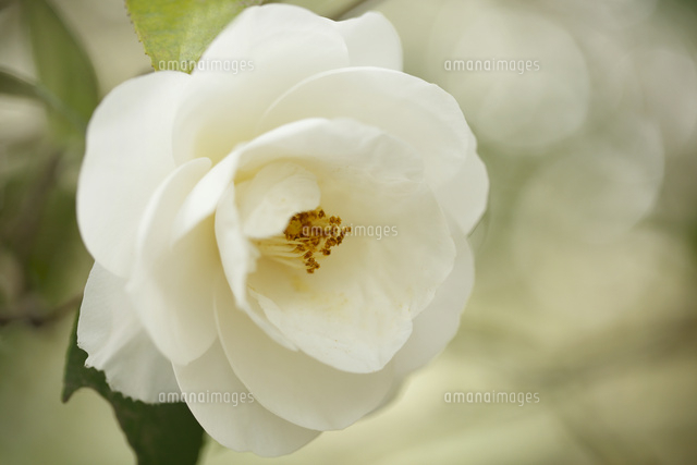 ツバキ
(c)Tetsuya Tanooka/a.collectionRF