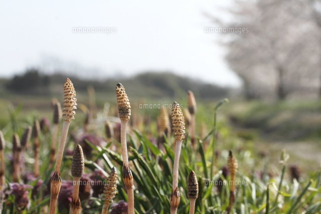 ツクシ
(c)Tetsuya Tanooka/a.collectionRF